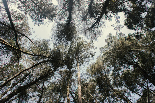 Fototapeta Tall trees reach for the sky in a serene forest setting