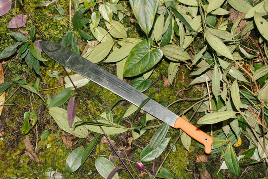 Sharp machete rests on lush forest floor covered with leaves