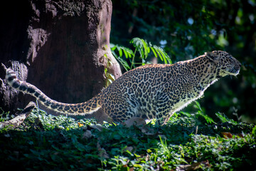 A Javan leopard (Panthera pardus melas) is urinating, marking its territory in the wilderness.