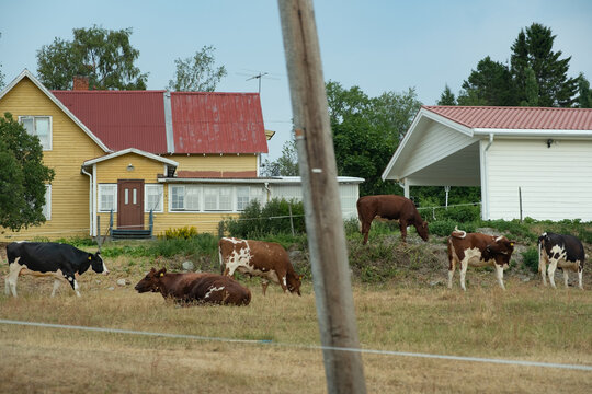 Betande kor