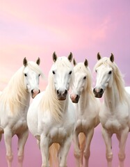 Four white horses in a pastel sunrise