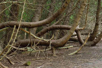 Winding trunks in a rampant forest (Gyllins garden, Malmš, Sweden).