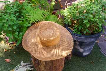 Straw garden hat rests on wooden stump surrounded by green plants. The soft background features...