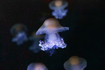 Mediterranear jellyfish, Cotylorhiza tuberculata or fried egg jellyfish drifting gracefully in deep...