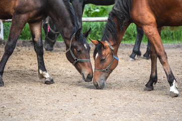 Two young friendly horses in halters gently touching noses in a paddock. A beautiful moment of bonding, natural behavior, and equine communication in a rural setting