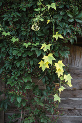 Close-up of two different plants growing together on an old wooden wall. Green Virginia creeper with clusters of unripe berries and yellow Parthenocissus tricuspidata with maple-like leaves