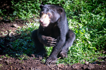 Cute face of a sun bear (Helarctos malayanus), locally called beruang madu or honey bear, a bear species in the family Ursidae found in the tropical forests of Southeast Asia.