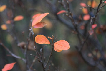 red autumn leaves