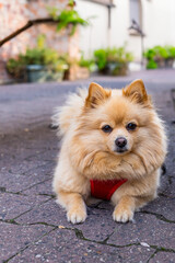 Fluffy Pomeranian dog wearing red harness on street