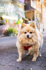 Fluffy Pomeranian dog wearing red harness on street
