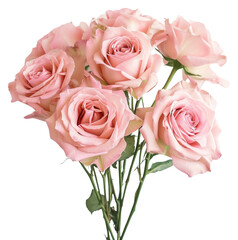 PNG Rose flower petal plant.