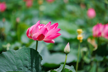 Vibrant pink lotus bloom amidst lush greenery in vietnam