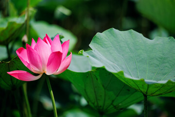 Fototapeta premium Closeup Vibrant pink lotus flower in lush green lotus pond in vietnam