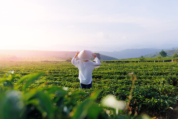 Female travel tourist in Vietnamese tea plantation at sunrise in Da lat