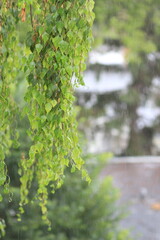 green leaves in the forest