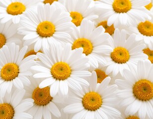 Obraz premium A close-up view of white daisy flowers with bright yellow centers, showing the intricate petal texture.