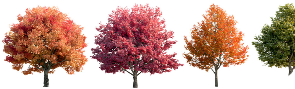 Autumn trees (Quercus rubra, platanus, maple) big and medium isolated png on a transparent background premium cutout