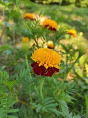 Beautiful flowers
