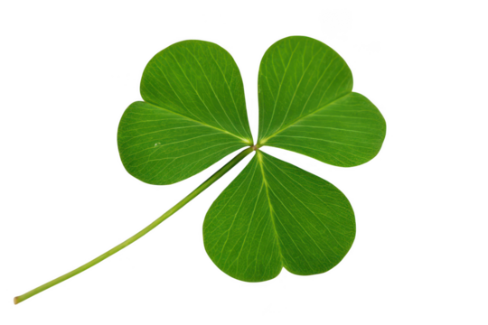 Green three leaf clover isolated on transparent background