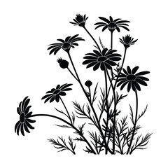 Obraz premium Black silhouette of daisies and buds on white background daisy flower