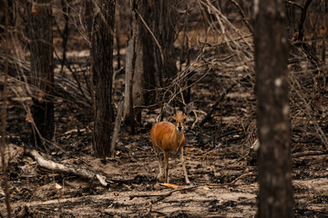 Wild life Safari in the Kruger National Park