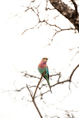 Wild life Safari in the Kruger National Park
