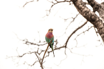 Wild life Safari in the Kruger National Park