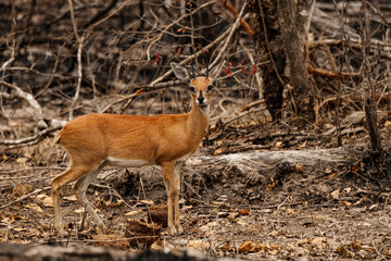 Wild life Safari in the Kruger National Park