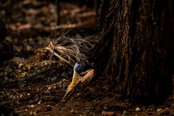 Wild life Safari in the Kruger National Park