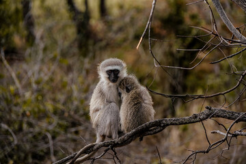 Wild life Safari in the Kruger National Park