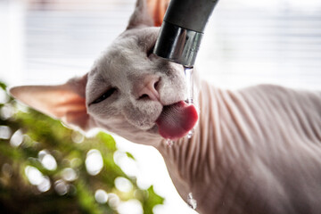 Sphynx cat drinking water from a kitchen faucet