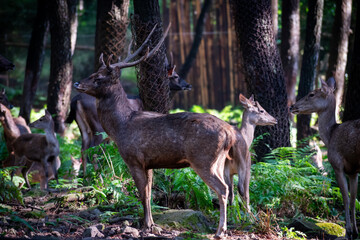 Stag and doe Rusa deer in a conservation forest, surrounded by trees and ferns under dappled natural light.