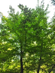 Beautiful forest photos
