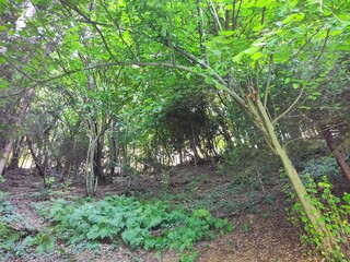 Obraz premium Beautiful forest photos