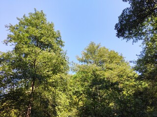 Obraz premium Beautiful forest photos