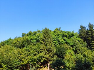 Beautiful forest photos