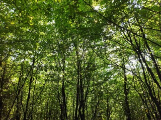 Beautiful forest photos