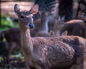 Close up view of a beautiful female deer in shaded conservation area with trees and foliage.