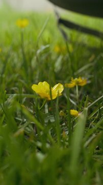 Vertical shot of hand of youthful unrecognizable girl picking small yellow buttercup or paigle while sitting on squats on green lawn in park on summer day