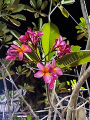 pink and white flower