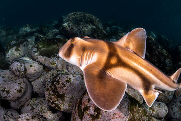 Close-up of a Port Jackson shark swimming in clear coastal waters at Shelly Beach, Sydney.