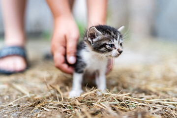 Child gently holding small kitten in hay, animal care