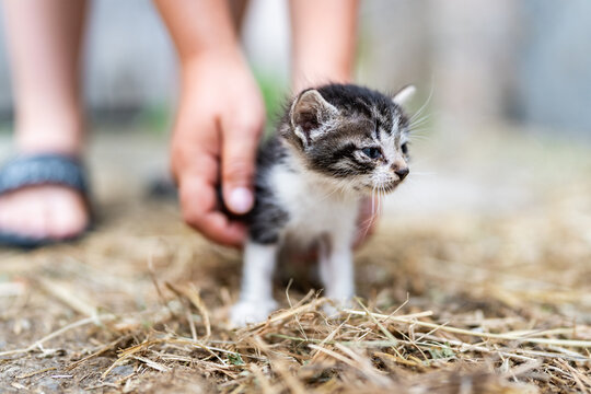 Child gently holding small kitten in hay, animal care