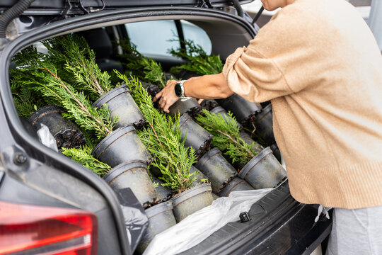 Woman loading car trunk with thuja occidentalis brabant