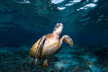 Obraz premium Close-up view of a green sea turtle swimming in the shallow coastal waters of Lady Elliot Island.