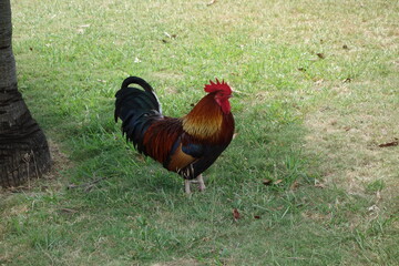 colourful rooster in Cuba
