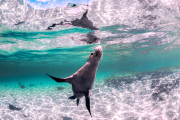 Australian sea lion swimming gracefully in clear turquoise waters off the coast of South Australia.