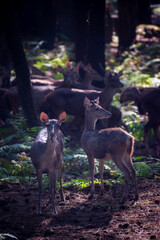 A herd of Rusa Timorensis in a tropical conservation area with filtered sunlight illuminating the...