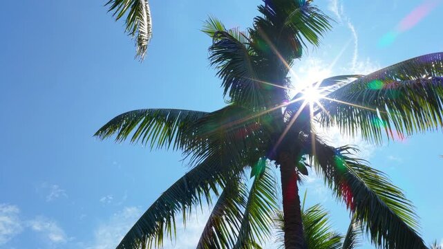 Coconut palm trees