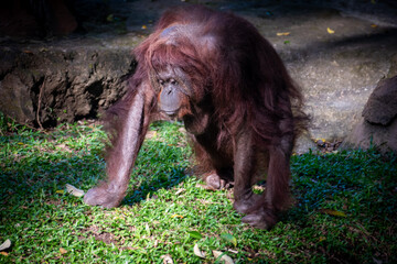 Orangutan captured in a thoughtful pose, strolling on the grass within a protected conservation...